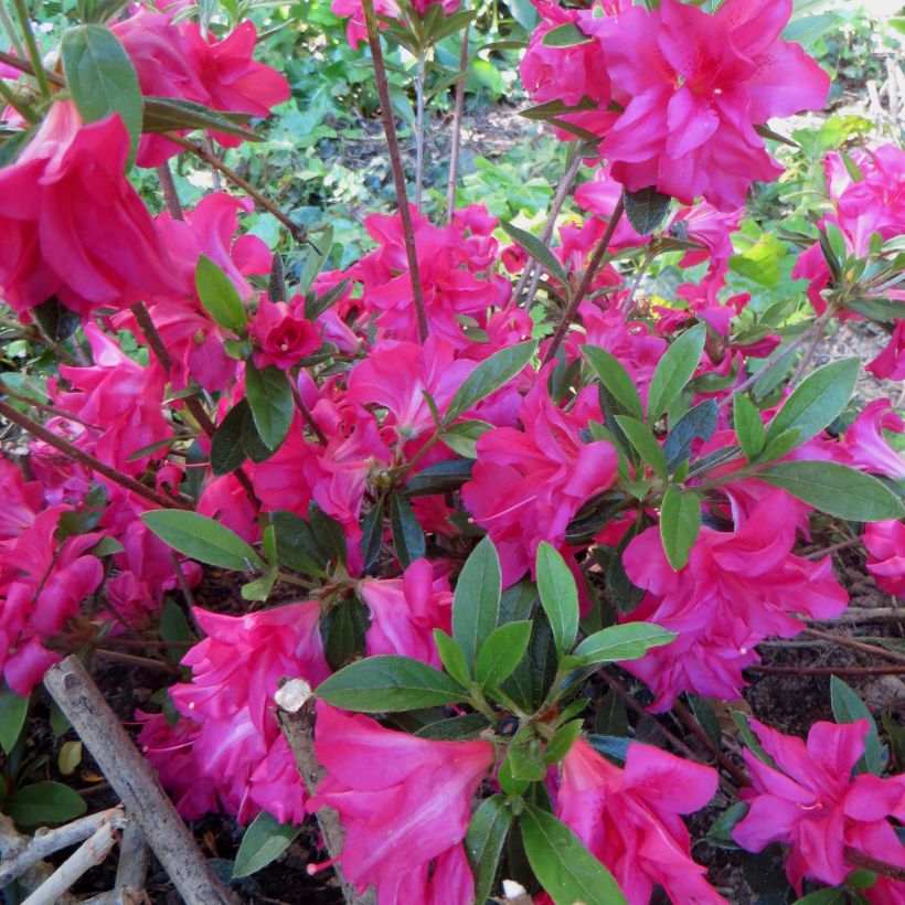Japanische Azalee Rosa King - Azalea (Flowering)