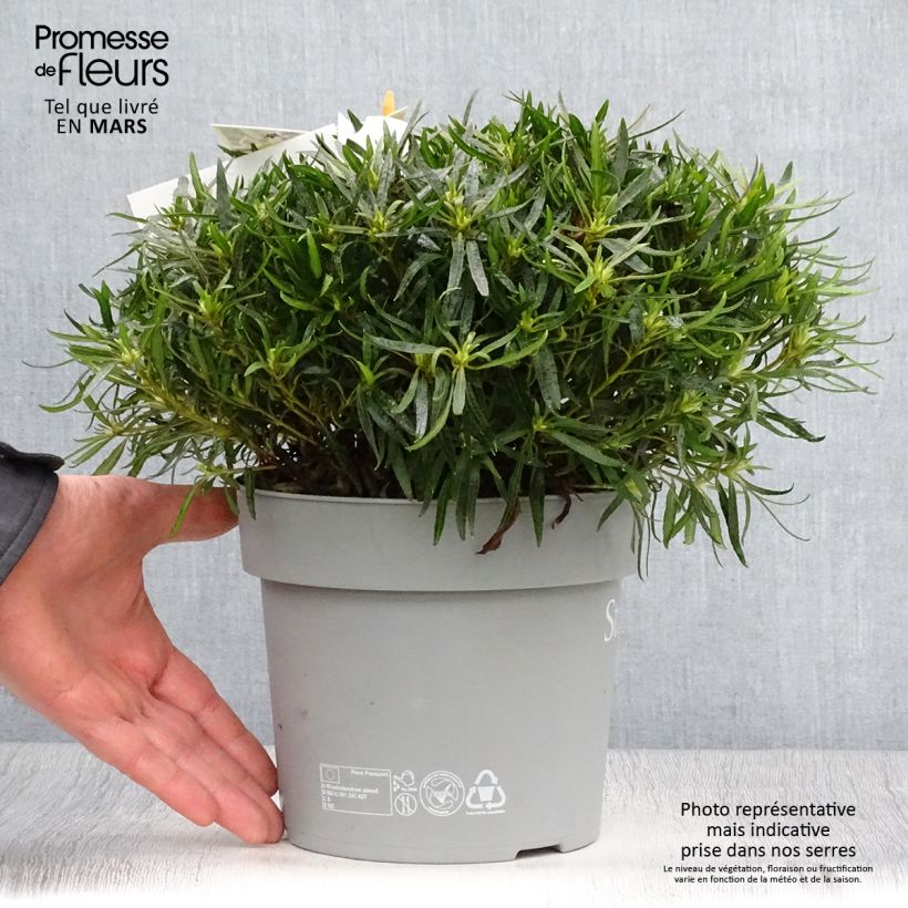 Exemplar von Japanische Azalee Star Style White - Azalea Topf mit 3L/4L wie im Frühjahr geliefert