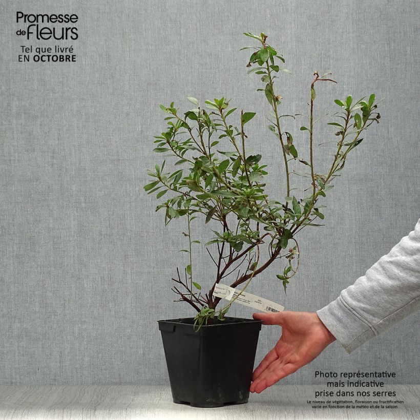 Exemplar von Japanische Azalee Tamanini - Azalea Topf mit 2L/3L wie im Herbst geliefert
