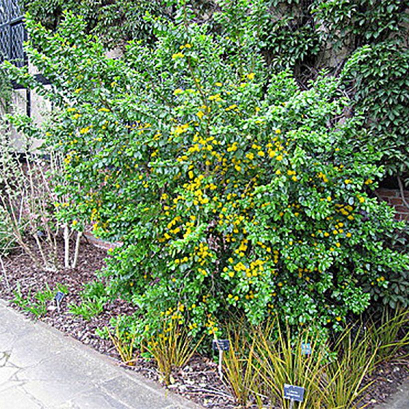 Azara serrata (Wuchs)