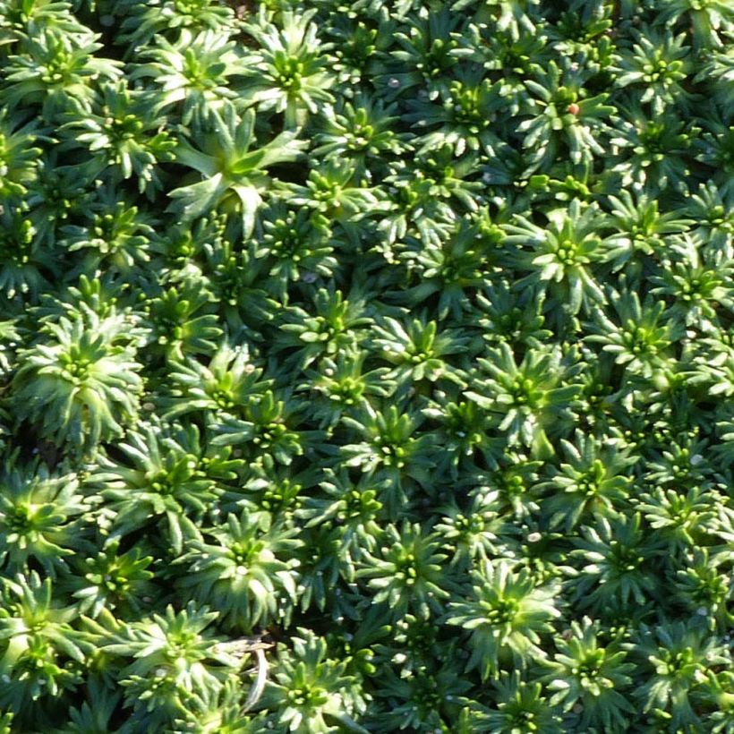 Azorella trifurcata Nana - Andenpolster (Foliage)