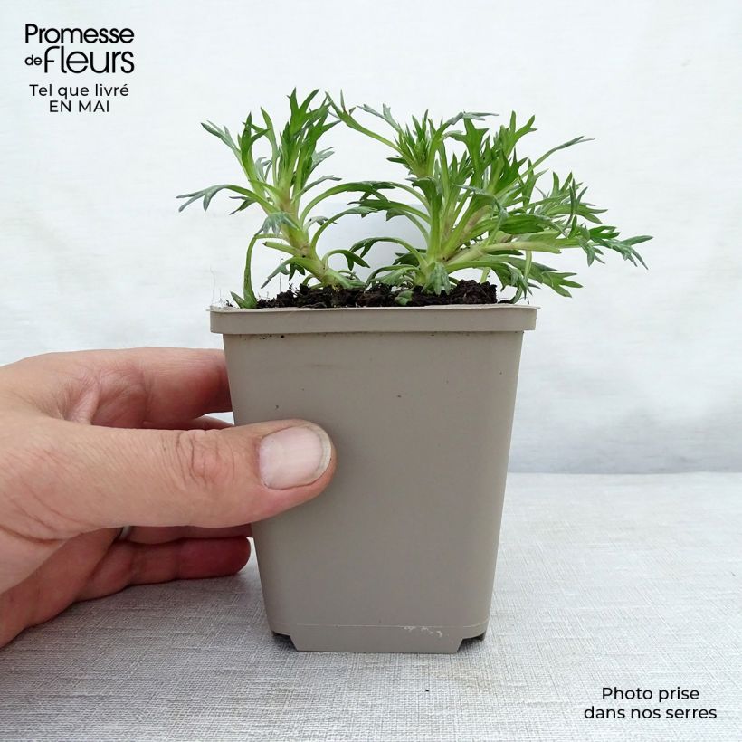 Example of Azorella trifurcata Nana - Andenpolster Kleine Töpfe von 8/9 cm as you get in printemps