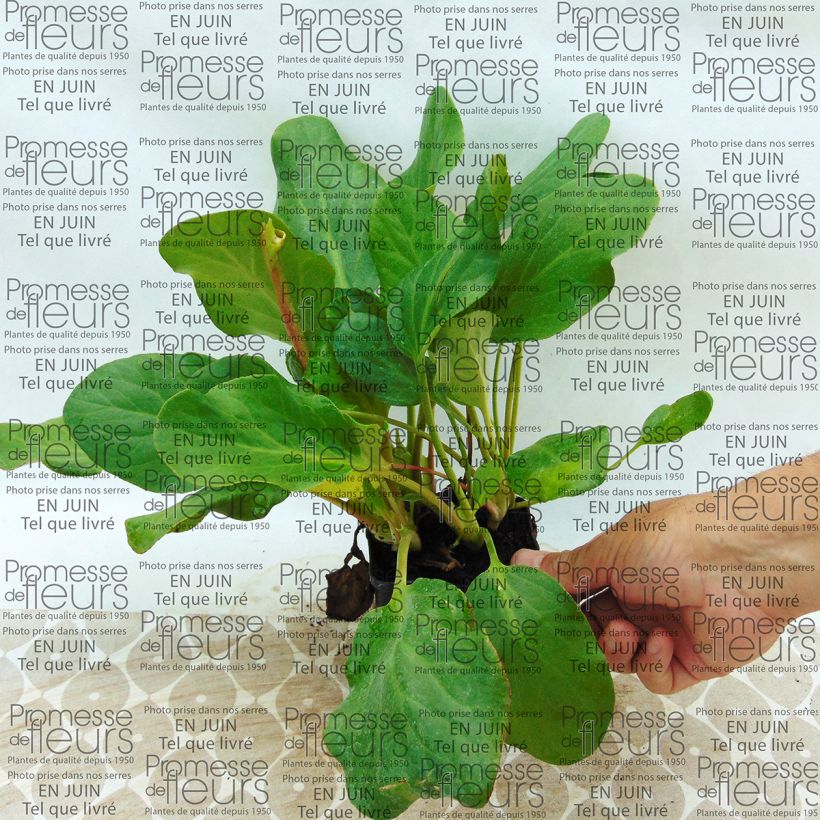 Beispiel eines Exemplars von Bergenia Rosenkristall - Bergenie Kleine Töpfe von 8/9 cm wie geliefert