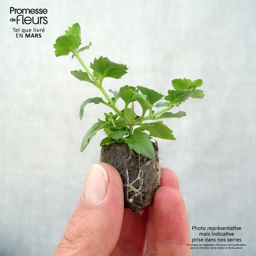 Example of Schneeflockenblume Scopia Gulliver Blue Sensation - Bacopa Mini-Plug Ø 3/4 cm as you get in printemps