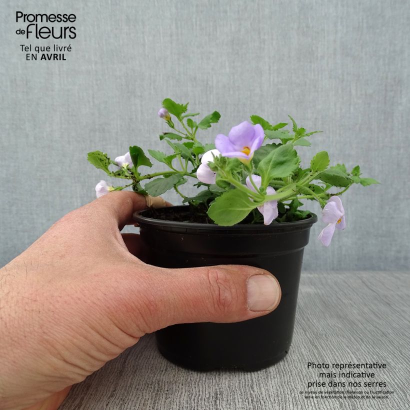 Exemplar von Schneeflockenblume Scopia Gulliver Blue Sensation - Bacopa Kleine Töpfe von 8/9 cm wie im Frühjahr geliefert