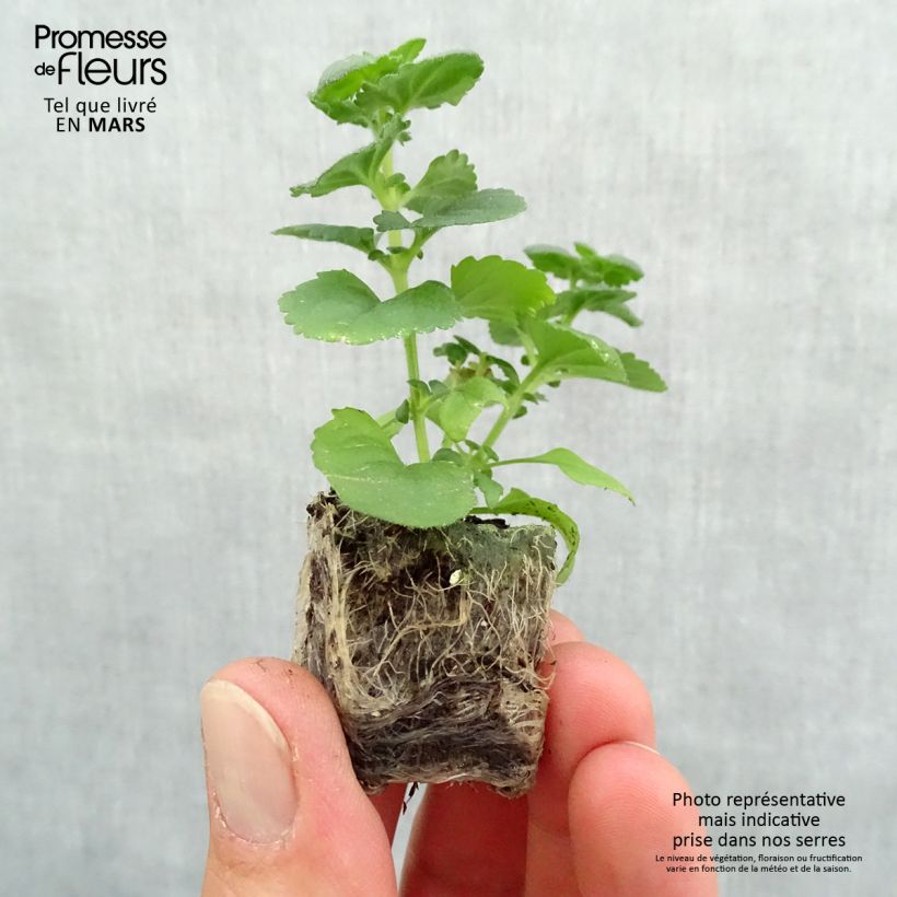 Example of Schneeflockenblume Gulliver Dynamic White - Bacopa Mini-Plug Ø 3/4 cm as you get in printemps