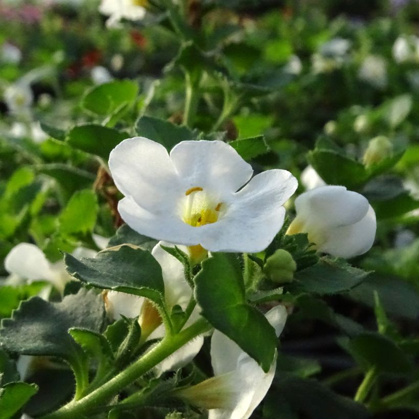 Schneeflockenblume Gulliver Dynamic White - Bacopa (Flowering)
