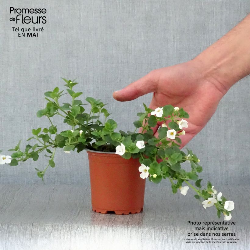 Example of Schneeflockenblume Gulliver Dynamic White - Bacopa Kleine Töpfe von 8/9 cm as you get in printemps