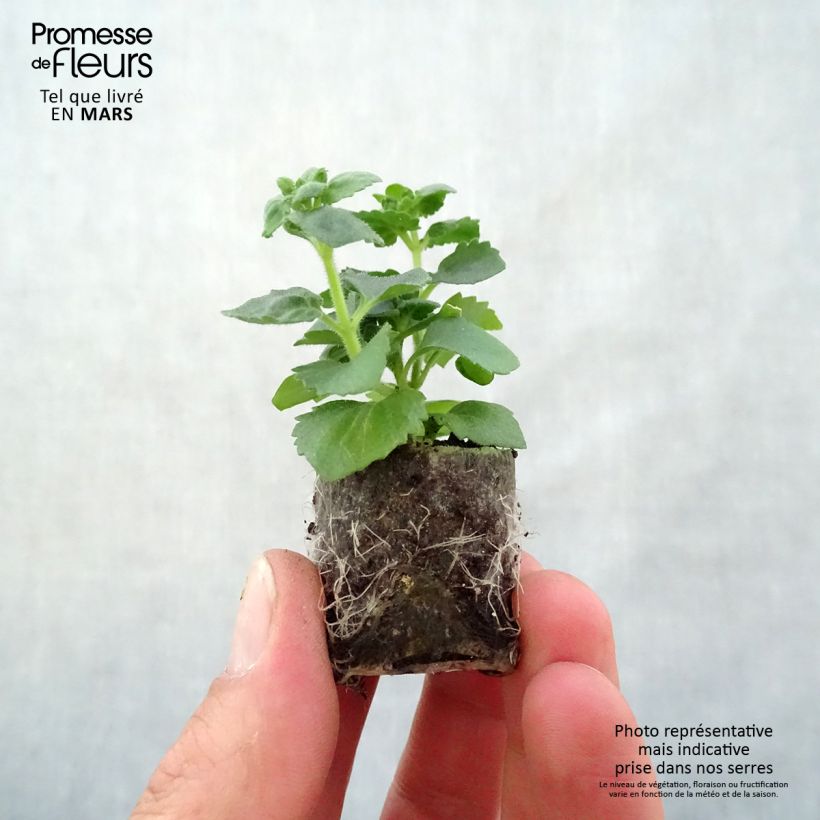 Example of Schneeflockenblume Scopia Gulliver Pink Heart Improved - Bacopa Mini-Plug Ø 3/4 cm as you get in printemps