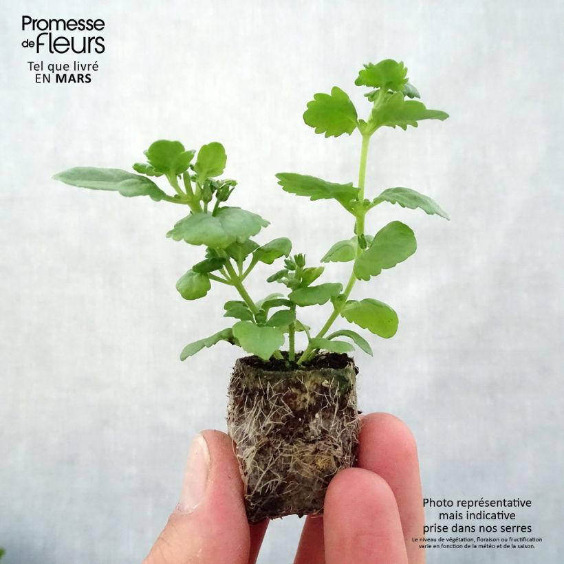 Exemplar von Schneeflockenblume Scopia Double Lavender - Bacopa Mini-Plug Ø 3/4 cm wie im Frühjahr geliefert