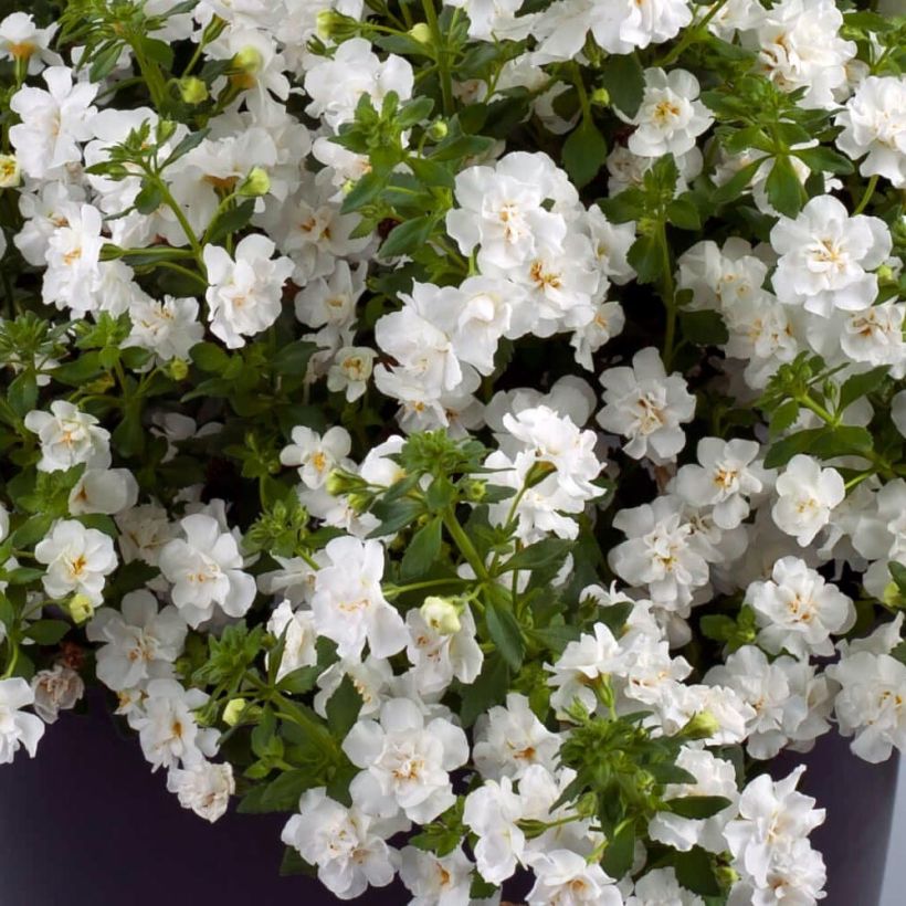 Schneeflockenblume Scopia Double Snowball - Bacopa (Foliage)