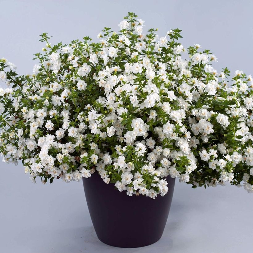 Schneeflockenblume Scopia Double Snowball - Bacopa (Plant habit)
