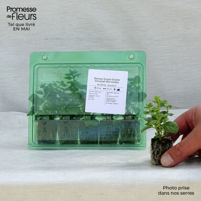 Example of Schneeflockenblume Scopia Double Snowball - Bacopa Mini-Plug Ø 3/4 cm as you get in printemps