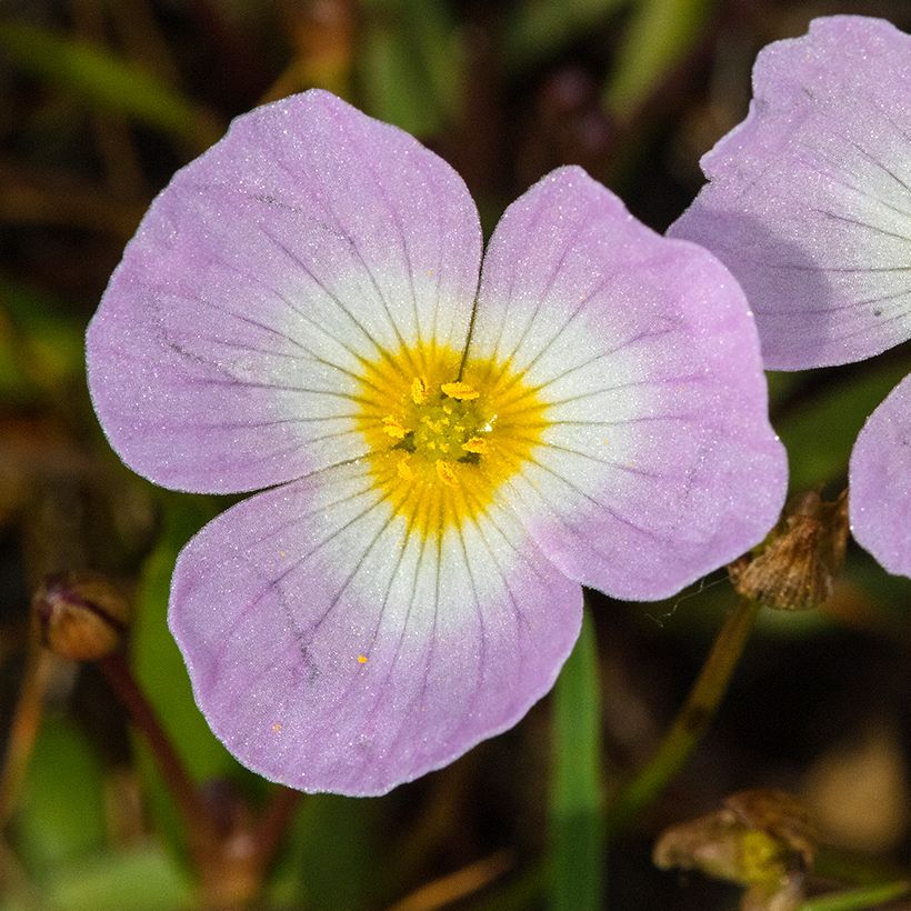 Baldellia ranunculoides - Igelschlauch (Flowering)