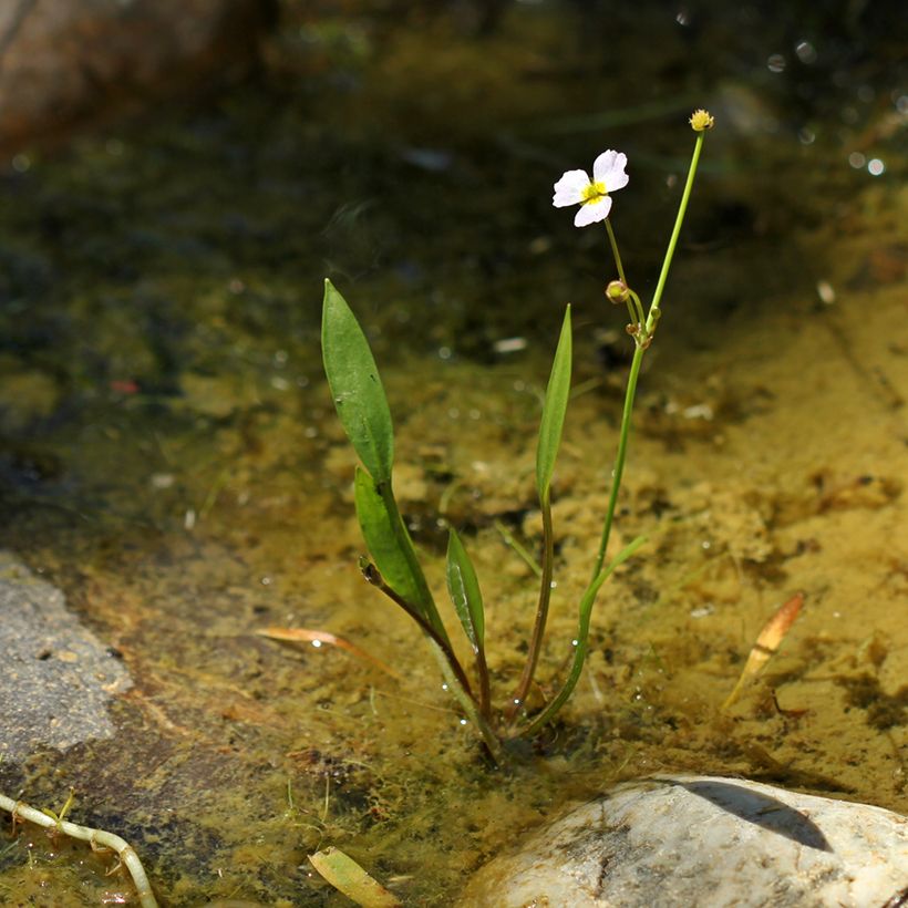 Baldellia ranunculoides - Igelschlauch (Plant habit)