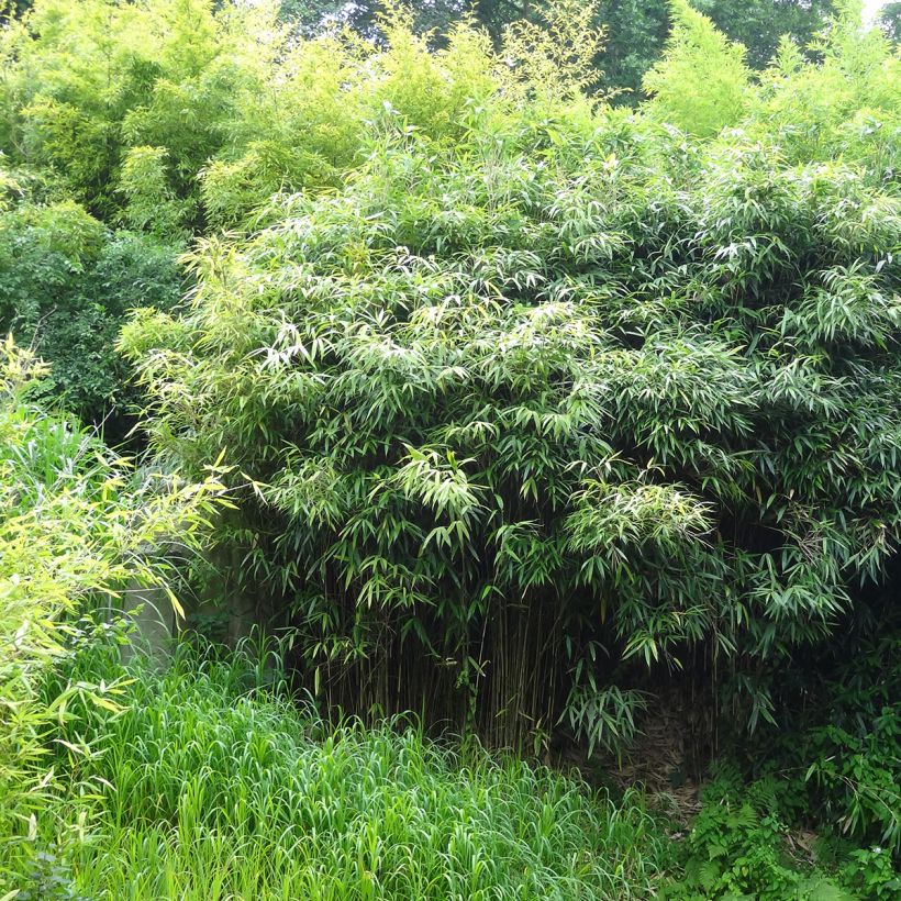 Bisset-Bambus - Phyllostachys bissetii (Wuchs)