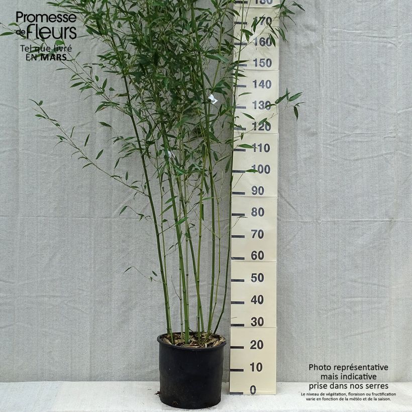 Exemplar von Bisset-Bambus - Phyllostachys bissetii Topf mit 12L/15L wie im Frühjahr geliefert