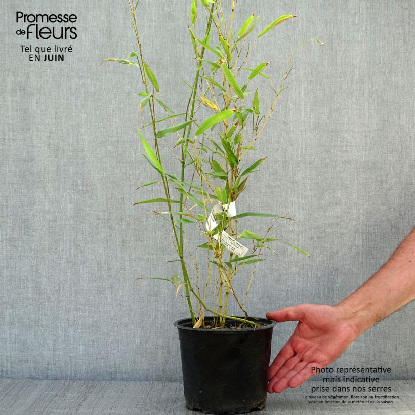 Exemplar von Bisset-Bambus - Phyllostachys bissetii Topf mit 2L/3L wie im Sommer geliefert