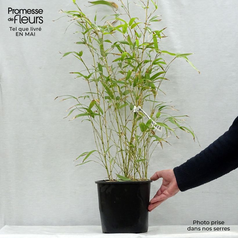 Example of Goldrohr Bambus - Phyllostachys aurea Topf mit 4L/5L as you get in printemps