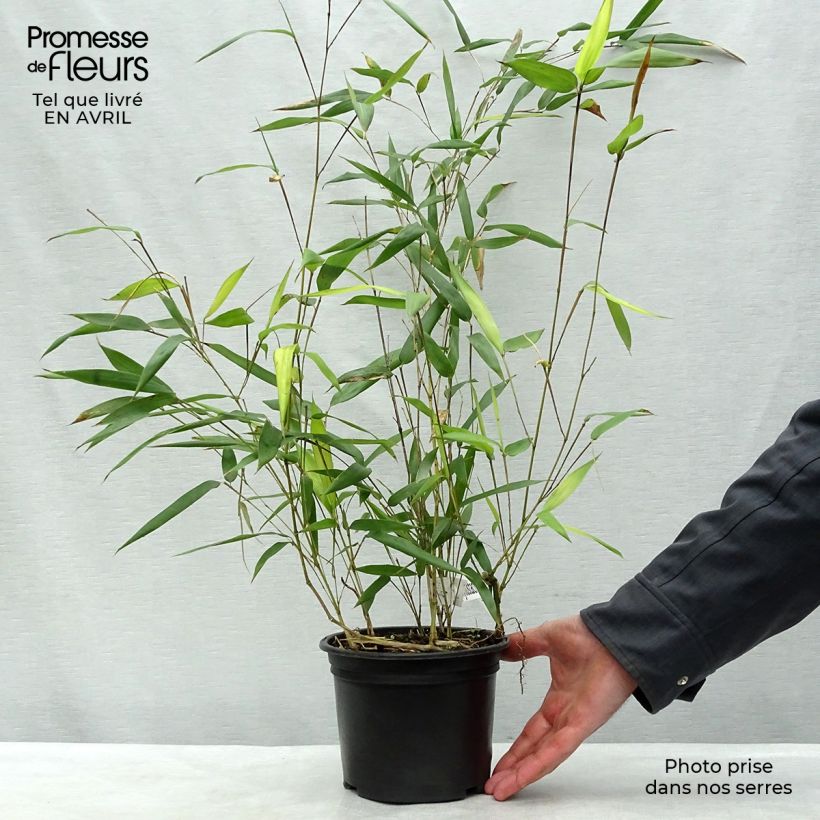 Example of Rauher Gelbrinnen-Bambus Aureocaulis - Phyllostachys aureosulcata Topf mit 2L/3L as you get in printemps