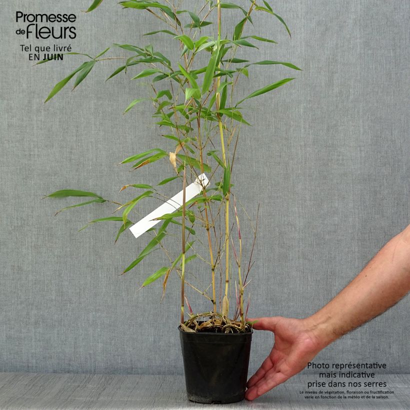 Exemplar von Rauher Gelbrinnen-Bambus Aureocaulis - Phyllostachys aureosulcata Topf mit 2L/3L wie im Sommer geliefert