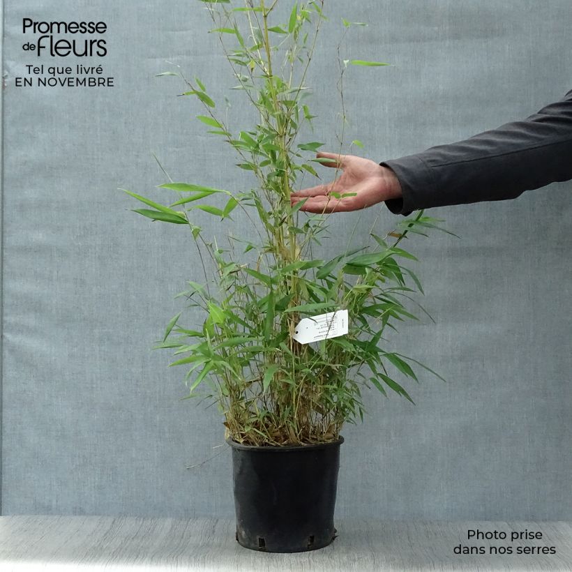 Exemplar von Rauher Gelbrinnen-Bambus Aureocaulis - Phyllostachys aureosulcata Topf mit 4L/5L wie im Herbst geliefert