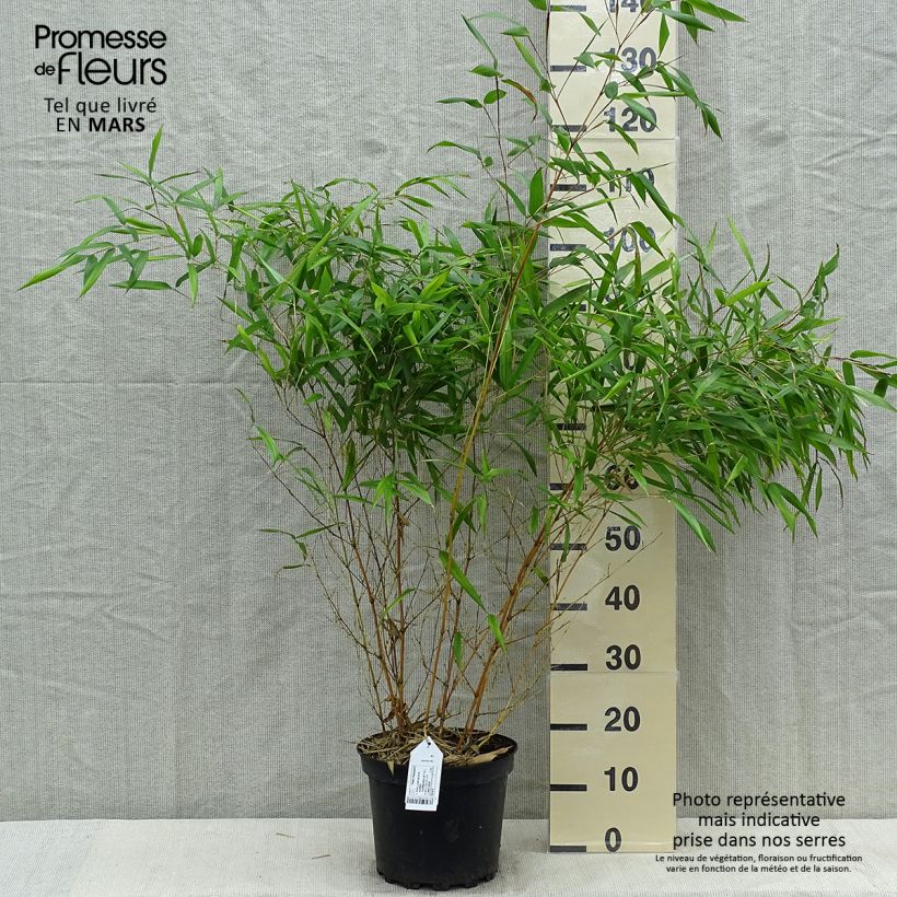 Example of Rauher Gelbrinnen-Bambus Aureocaulis - Phyllostachys aureosulcata Topf mit 4L/5L as you get in printemps