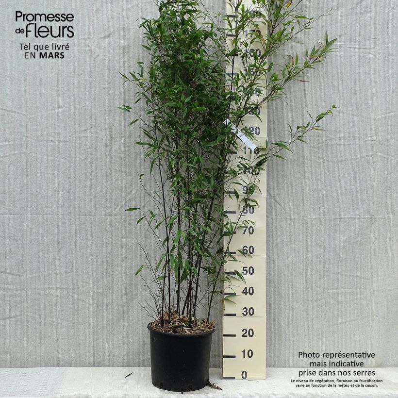 Example of Schwarzer Bambus - Phyllostachys nigra Topf mit 12L/15L as you get in printemps