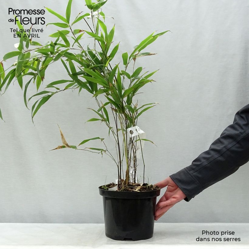 Example of Schwarzer Bambus - Phyllostachys nigra Topf mit 4L/5L as you get in printemps