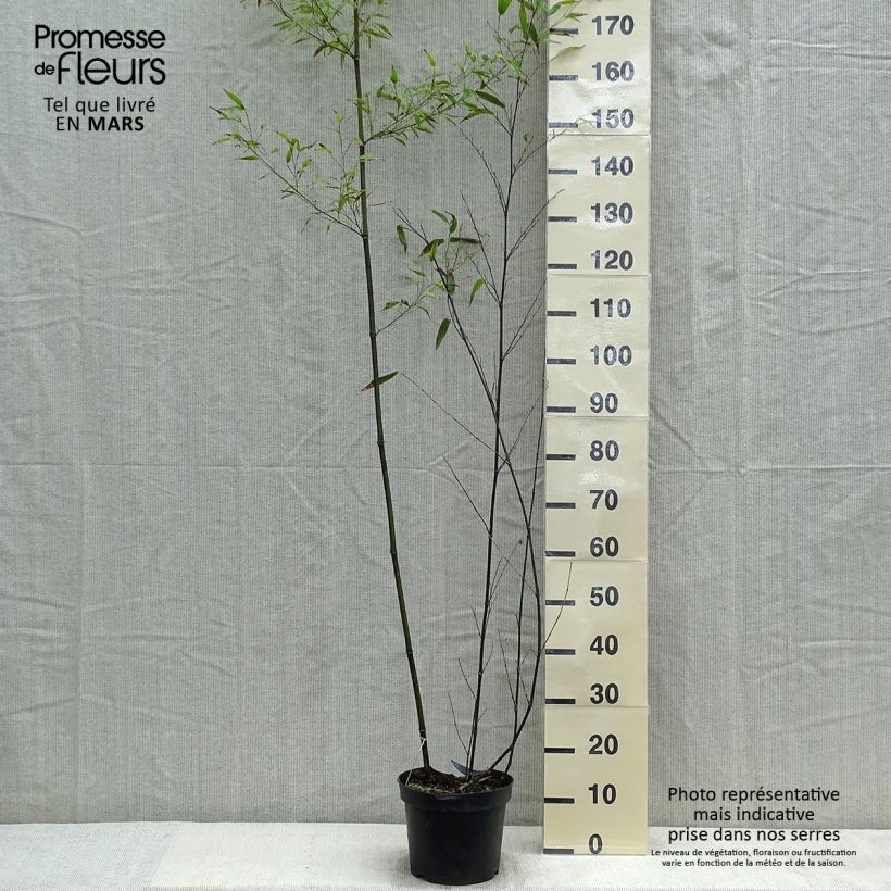 Example of Schwarzer Bambus - Phyllostachys nigra Topf mit 7,5L/10L as you get in printemps