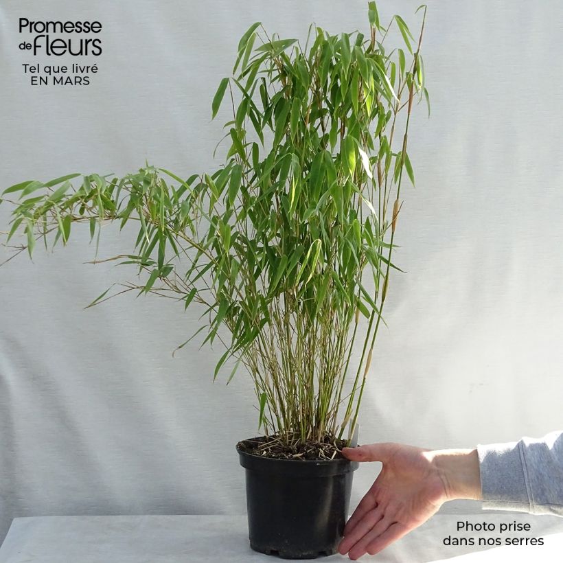 Example of Fargesia murielae Bimbo - Bambus Topf mit 2L/3L as you get in printemps