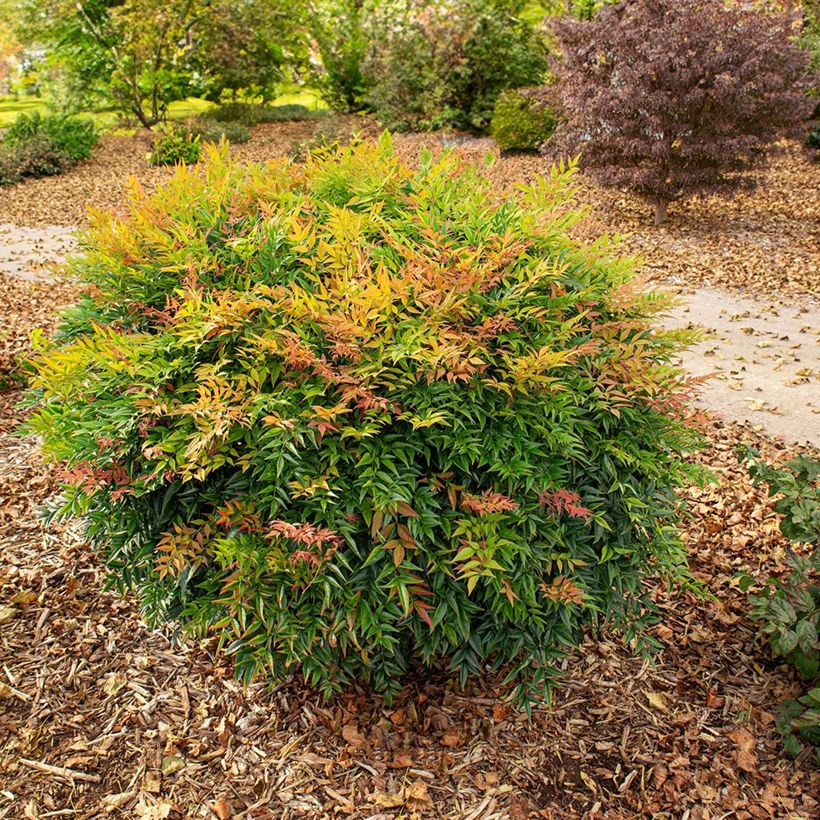 Nandina domestica Magical Sunrise - Himmelsbambus (Plant habit)