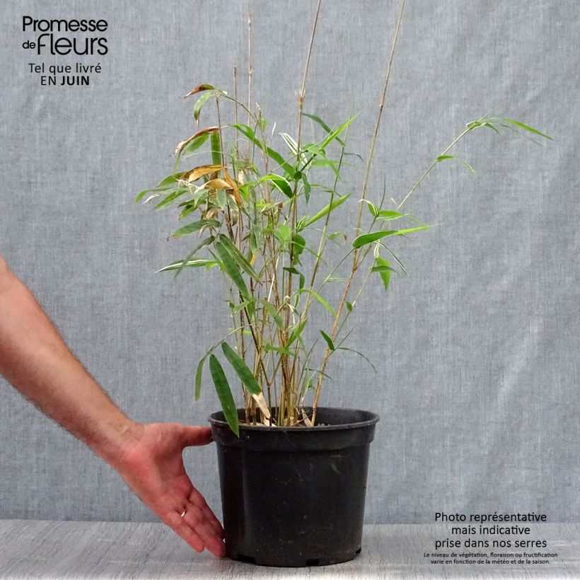 Exemplar von Bambusa glaucescens multiplex Alphonse Karr - Bambus Topf mit 4L/5L wie im Sommer geliefert