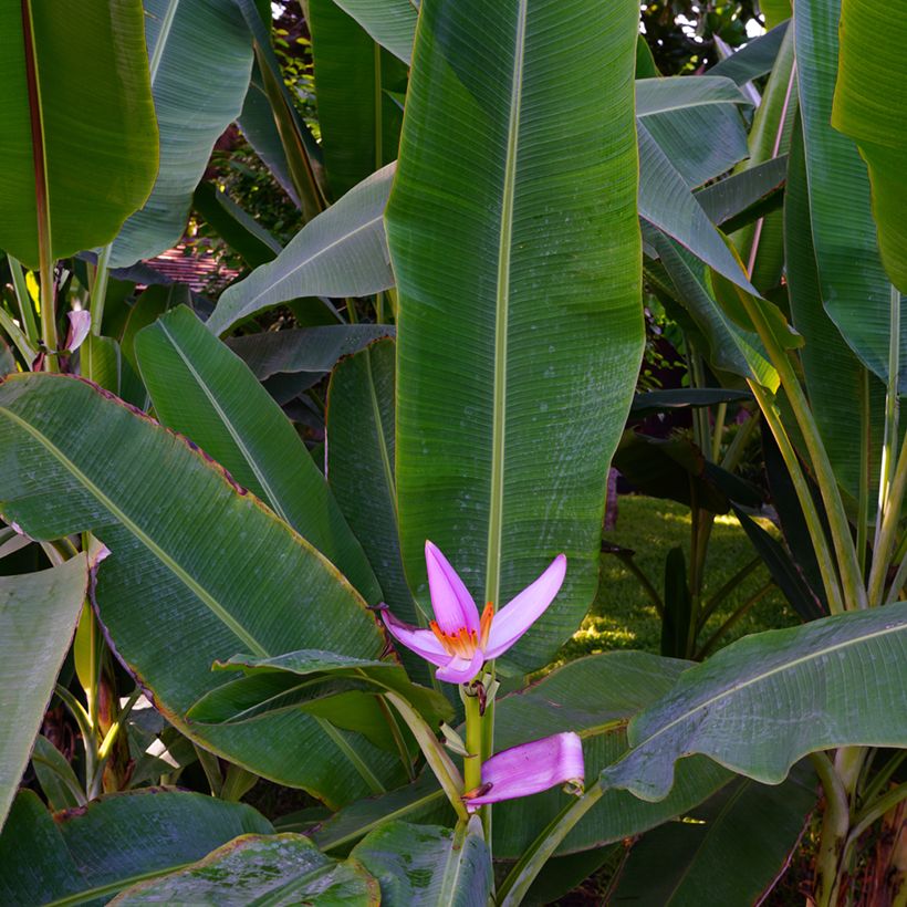 Musa velutina - Rosa Zwergbanane (Foliage)