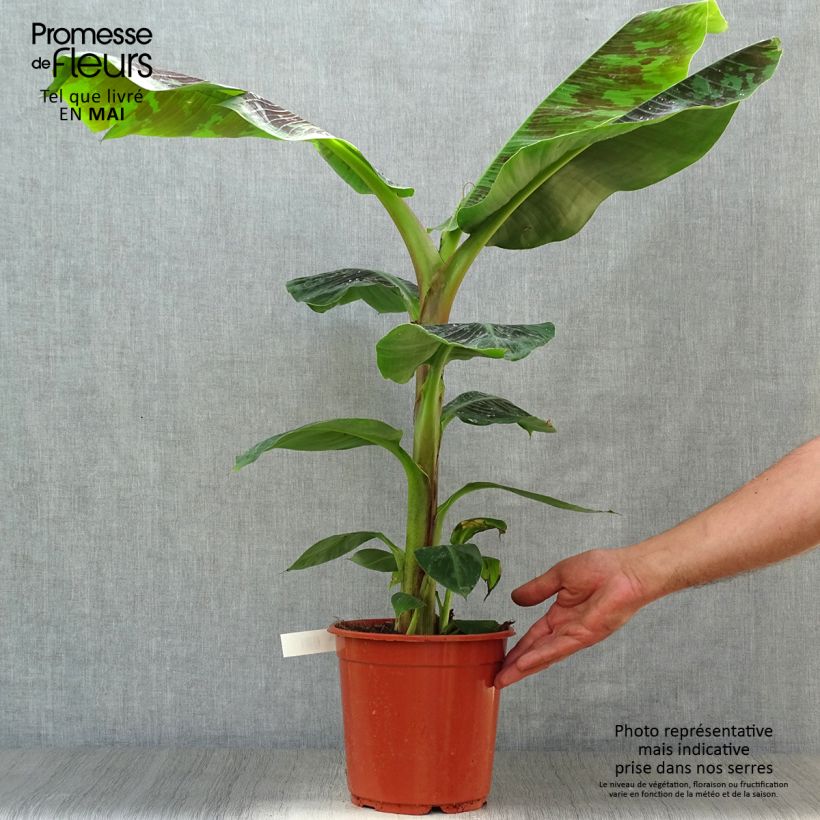 Exemplar von Musa acuminata Dwarf Cavendish - Zwerg-Essbanane Topf mit 6L/7L wie im Frühjahr geliefert