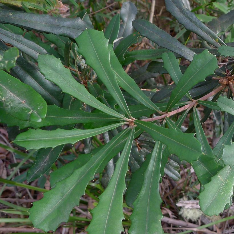 Banksia integrifolia - Banksie (Foliage)