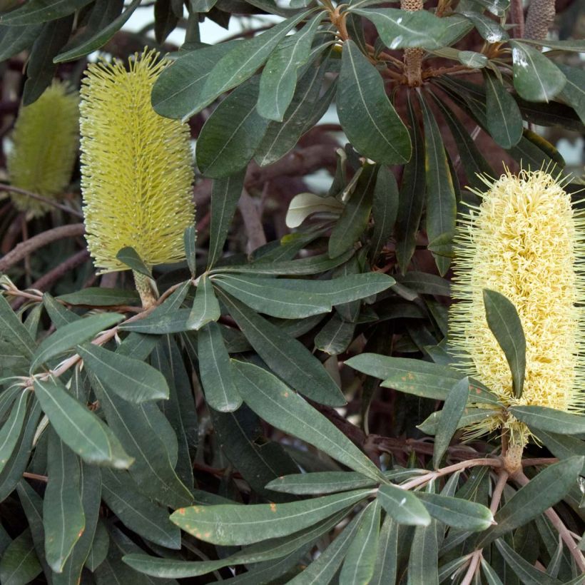 Banksia integrifolia - Banksie (Flowering)
