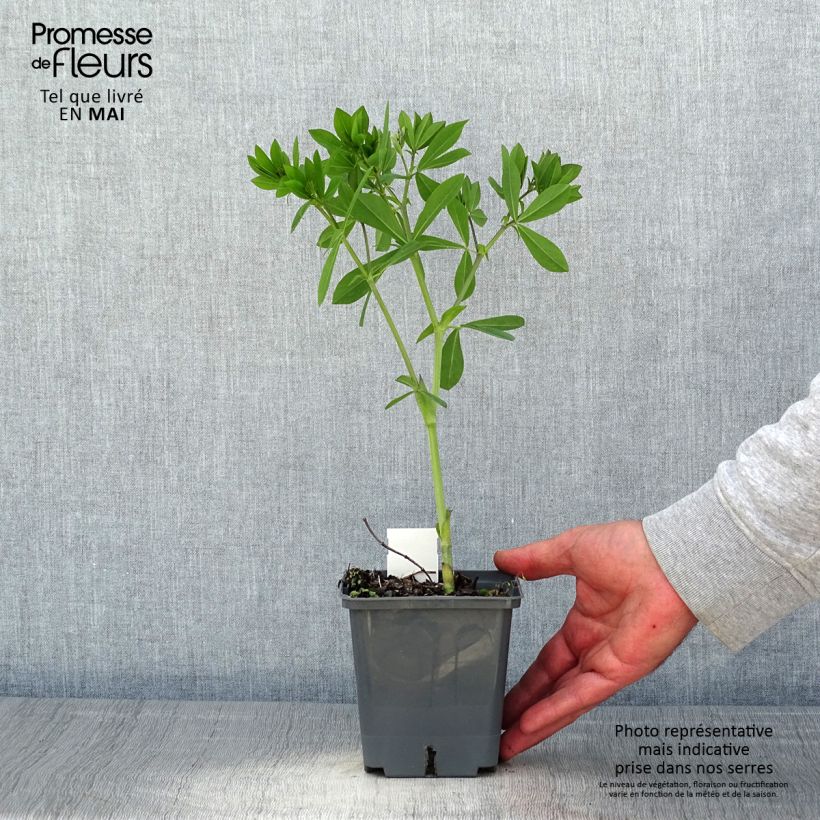 Example of Baptisia Decadence Blueberry Sundae - Indigolupine Topf mit 1L/1,5L as you get in printemps