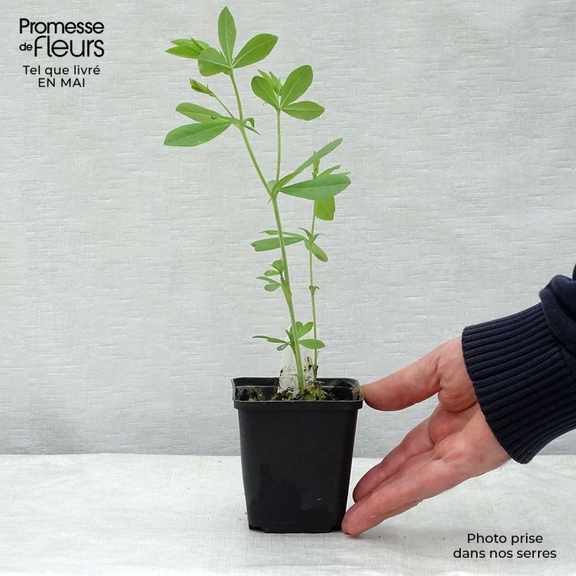 Example of Baptisia Decadence Blueberry Sundae - Indigolupine Kleine Töpfe von 8/9 cm as you get in printemps