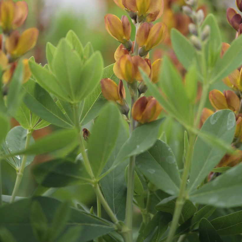 Baptisia Brownie Points - Indigolupine (Foliage)