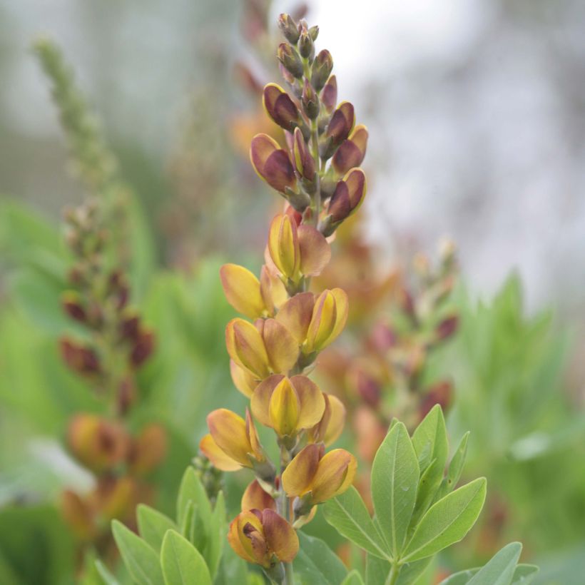 Baptisia Brownie Points - Indigolupine (Flowering)