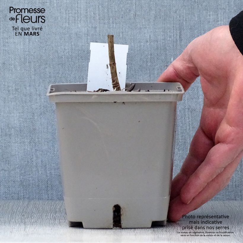 Example of Baptisia Brownie Points - Indigolupine Topf mit 1L/1,5L as you get in printemps