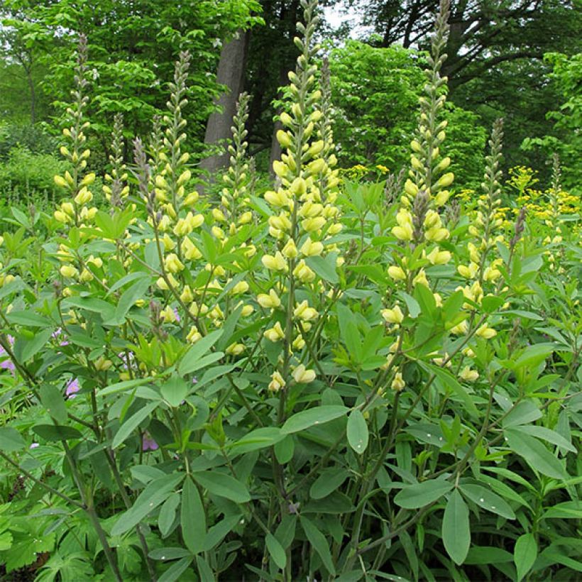 Baptisia Carolina Moonlight - Indigolupine (Wuchs)