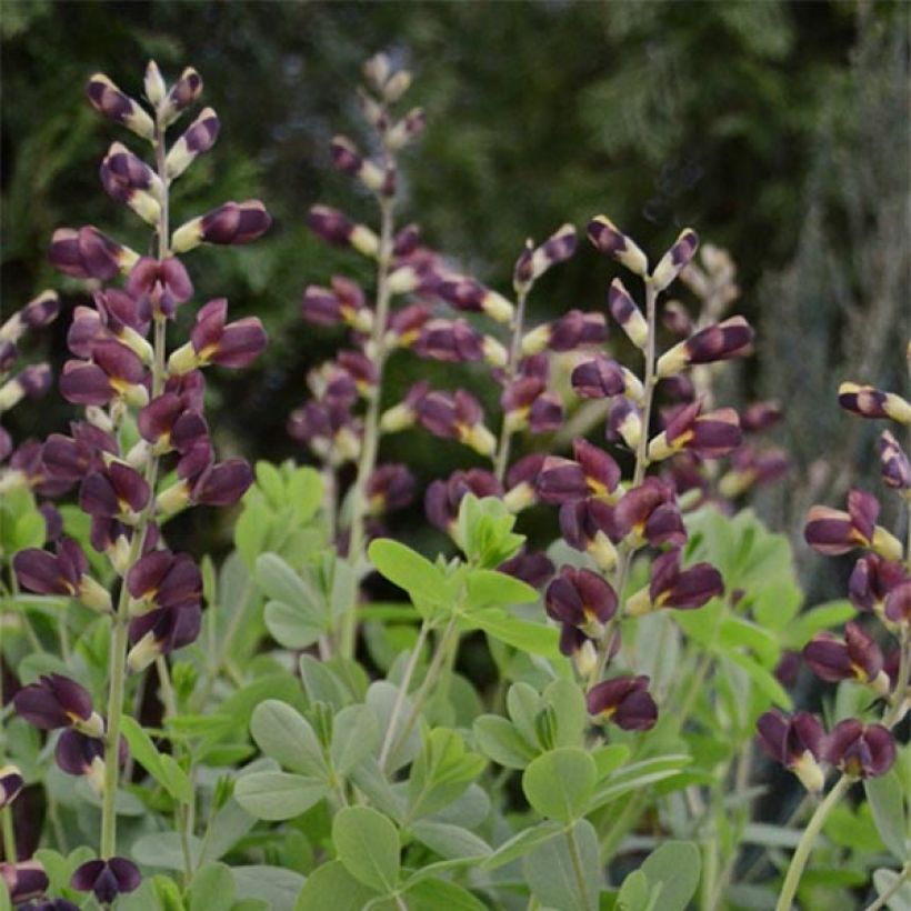 Baptisia Decadence Dutch Chocolate - Indigolupine (Blüte)