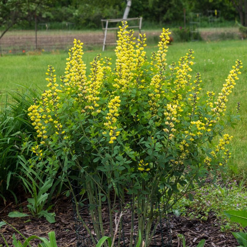 Baptisia Decadence Lemon Meringue - Indigolupine (Wuchs)