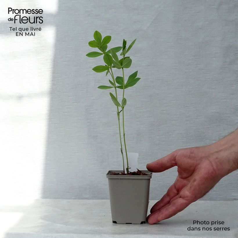 Exemplar von Baptisia Decadence Deluxe Pink Lemonade - Indigolupine Kleine Töpfe von 8/9 cm wie im Frühjahr geliefert