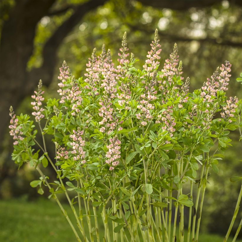 Baptisia Decadence Pink Truffles - Indigolupine (Wuchs)