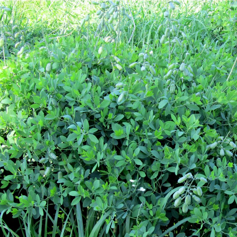 Baptisia alba var macrophylla - Weiße Indigolupine (Wuchs)