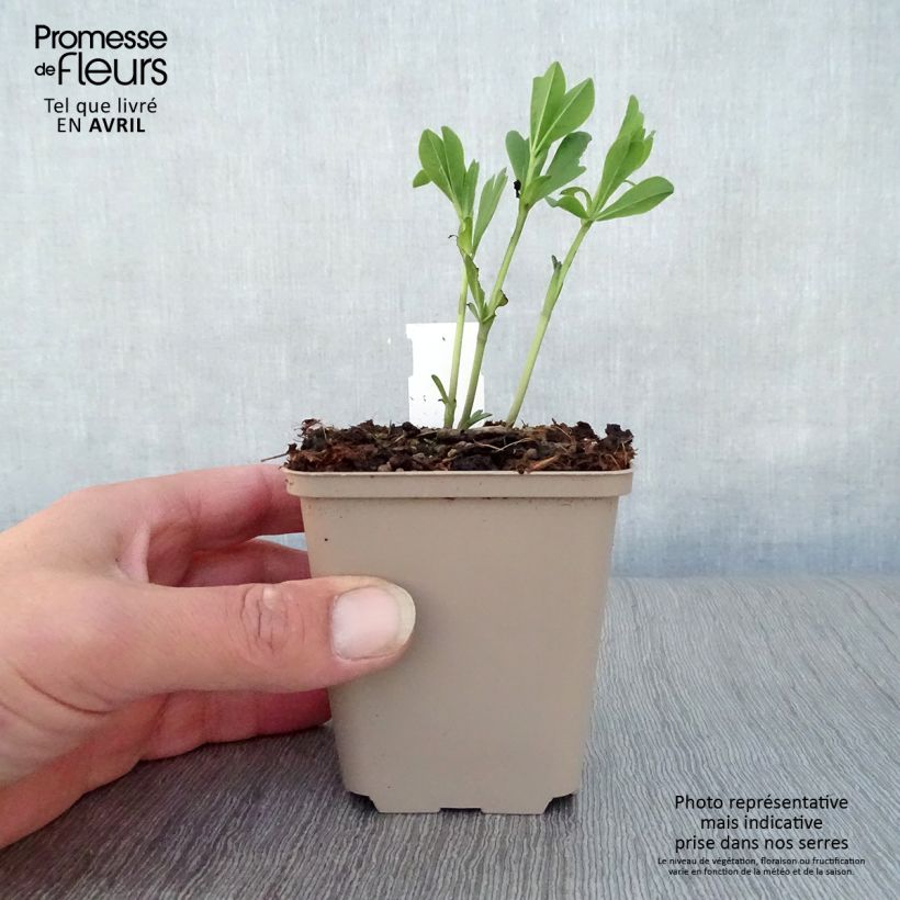 Exemplar von Baptisia australis var. minor Dark Blue - Indigolupine Kleine Töpfe von 8/9 cm wie im Frühjahr geliefert