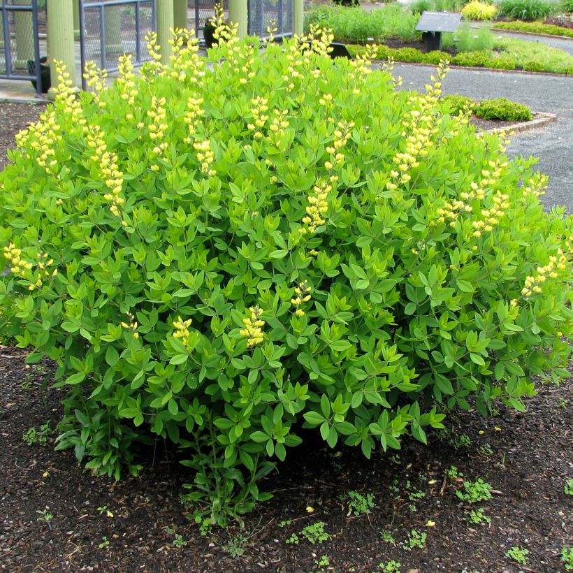 Baptisia tinctoria - Wilder Indigo (Wuchs)